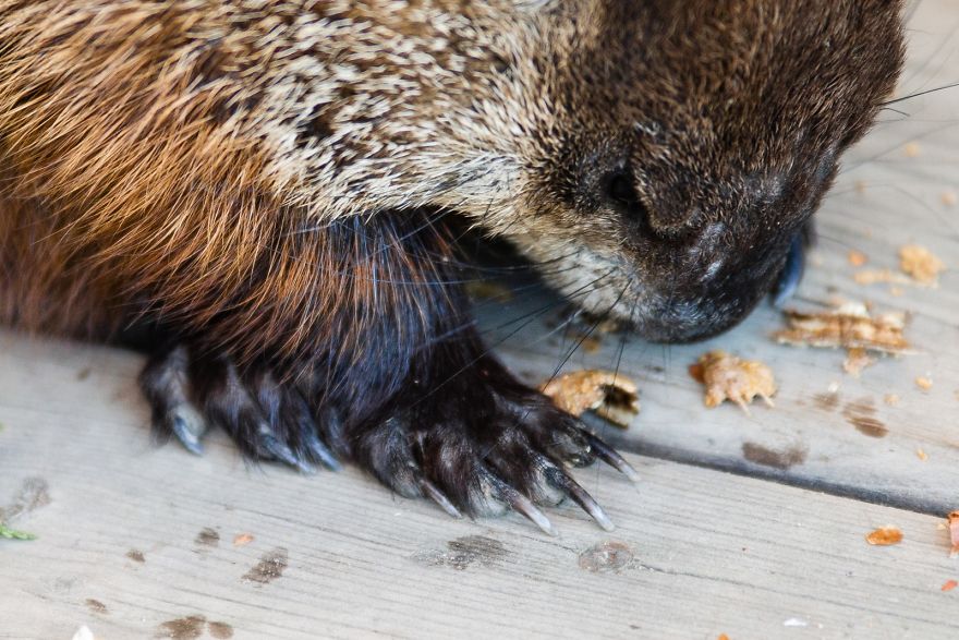 I Photographed A Mama Groundhog Stealing Cake Designed For Squirrels I Photographed A Mama Groundhog Stealing Cake Designed For Squirrels