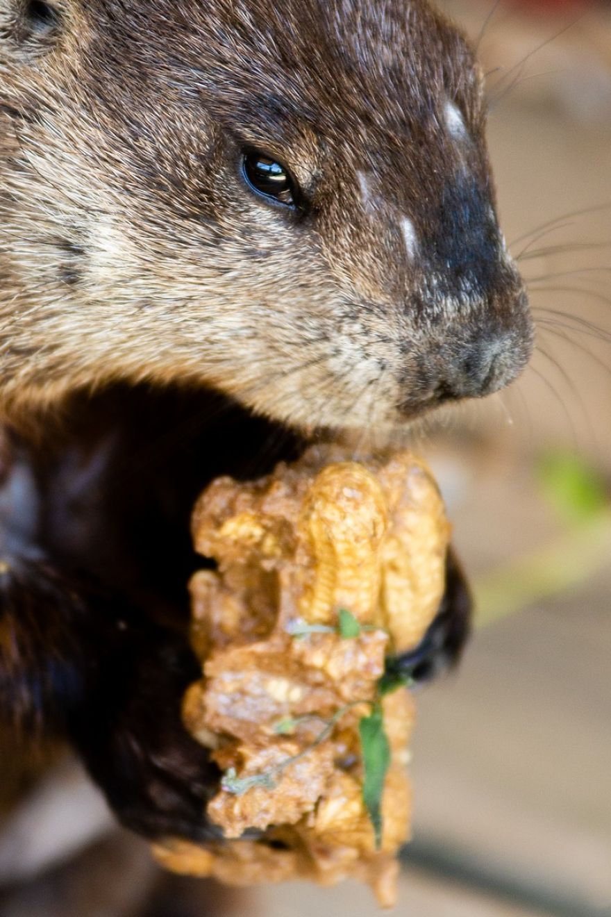 I Photographed A Mama Groundhog Stealing Cake Designed For Squirrels I Photographed A Mama Groundhog Stealing Cake Designed For Squirrels