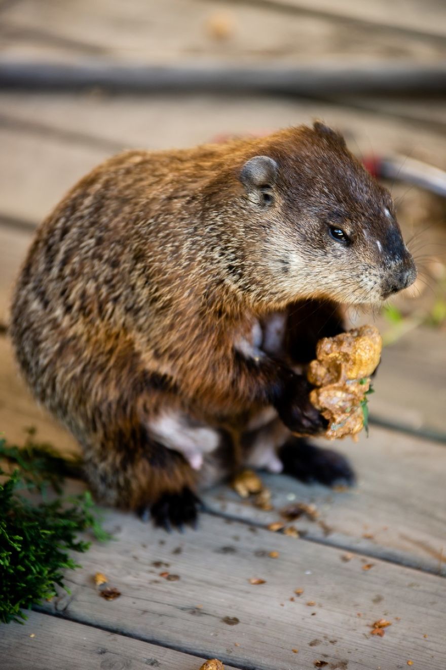 I Photographed A Mama Groundhog Stealing Cake Designed For Squirrels I Photographed A Mama Groundhog Stealing Cake Designed For Squirrels