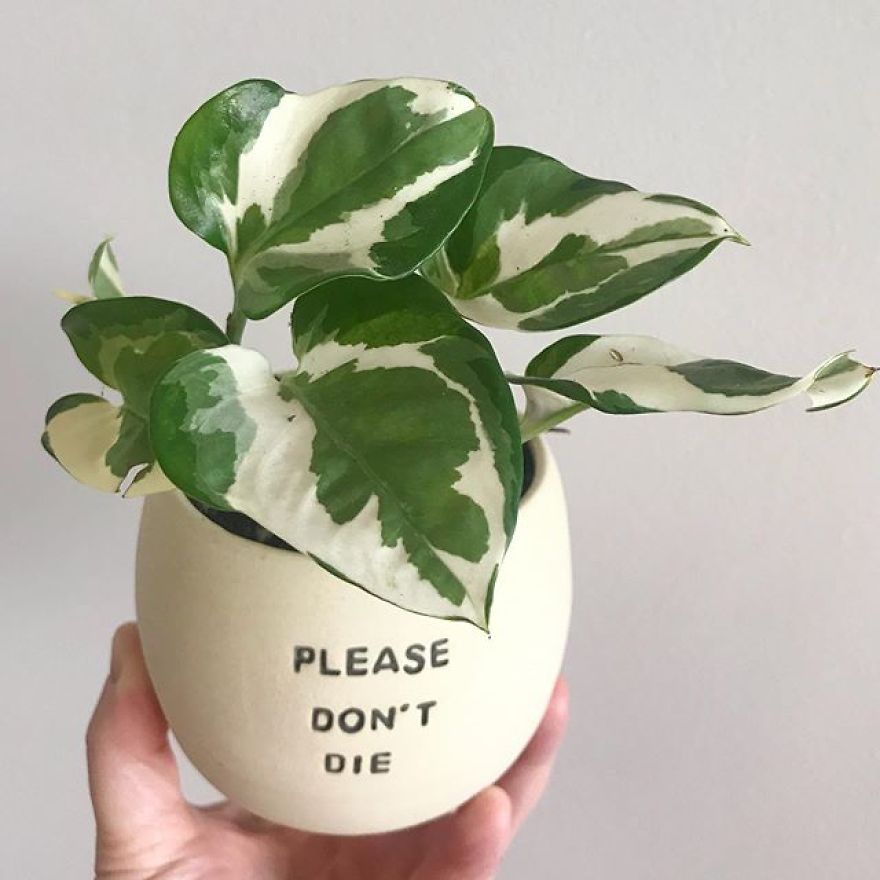 My Handmade Ceramic Planters, Made In Australia & Shipped Worldwide