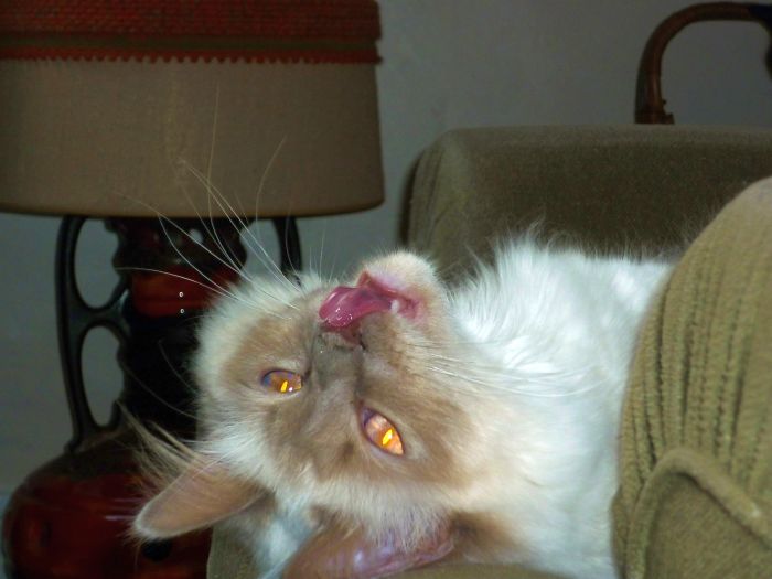 There Are Multiple Champions And Grand Champions In His Pedigree. I Got This...