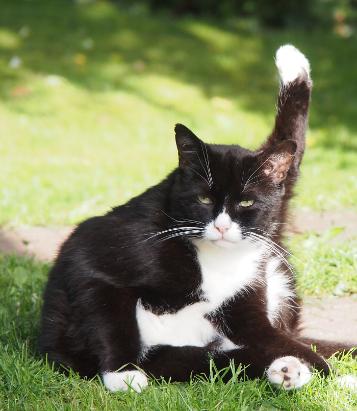 Look, I Cleaned My Paw! (Findus)