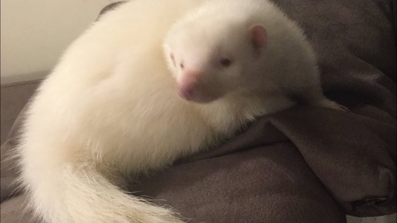 Snowy The Albino Skunk