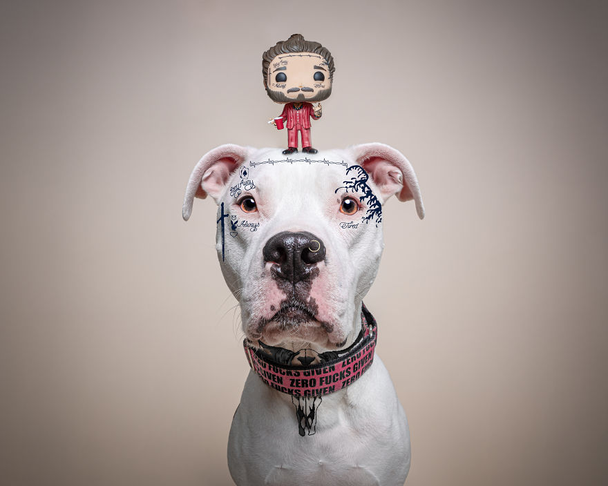 Philly Photographer Summons Post Malone For Adoptable Dog Photoshoot In A Wild Way! Philly Photographer Summons Post Malone For Adoptable Dog Photoshoot In A Wild Way!