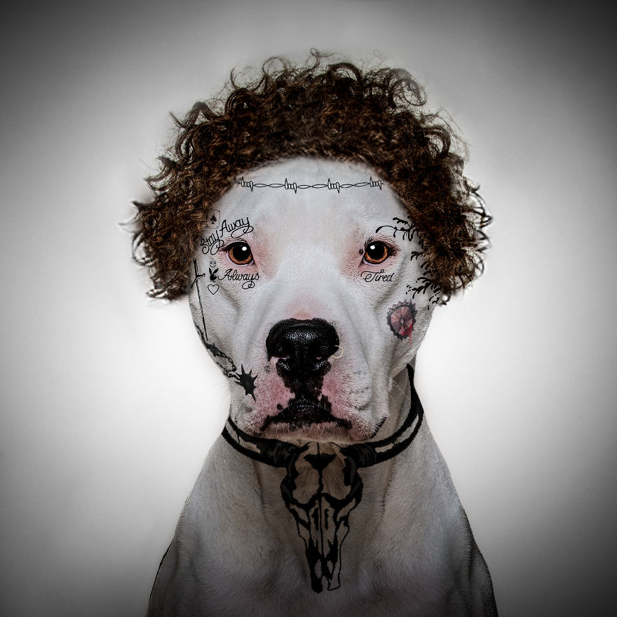 Philly Photographer Summons Post Malone For Adoptable Dog Photoshoot In A Wild Way!