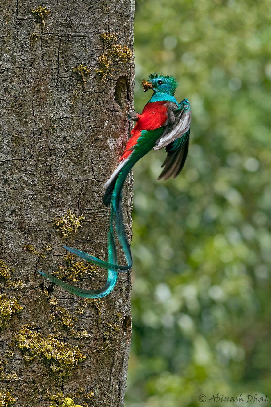 Resplendent Quetzal- The Most Beautiful Bird I Have Seen In My Life