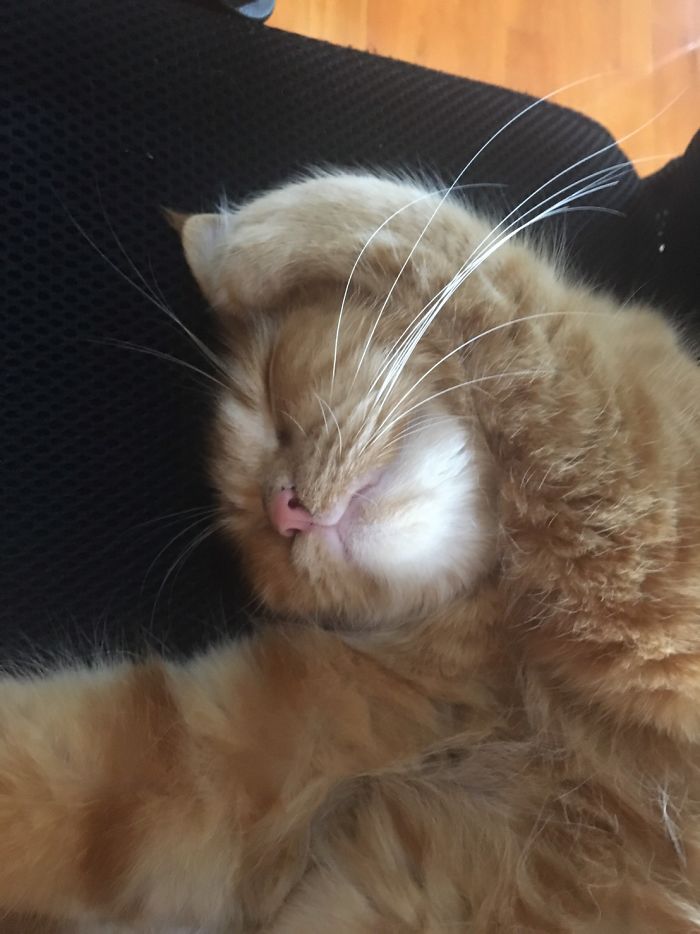 Stop That Noisy, Hoomannnn!