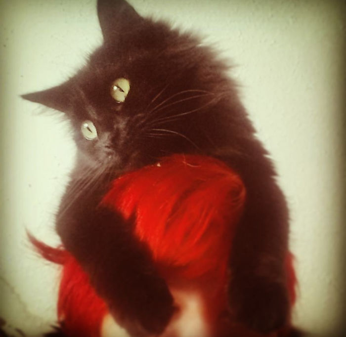 My Cat Shadow Absolutely Loves To Be A Hat, Even If It Means I Can't See