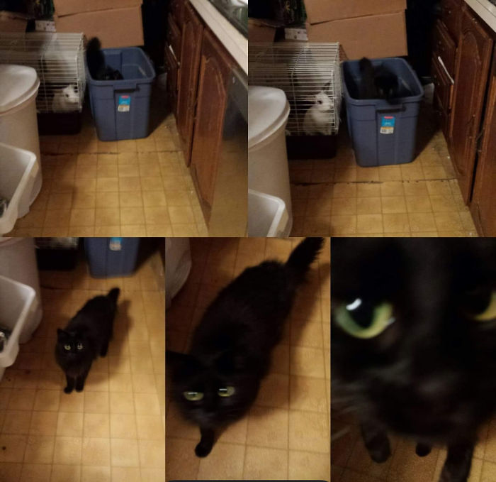 Shadow Was Having A Chat With Dusty The Rabbit Before Noticing Me Taking Pictures, She Had To Investigate