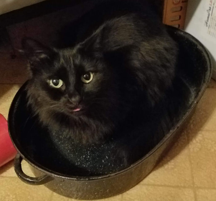 Shadow As A Fresh Cat Loaf