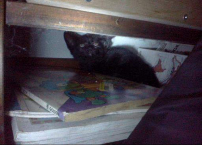 It Took 3 Hours To Find Her. Tore The House Apart Worried She'd Gotten Trapped Somewhere. She Was Fast Asleep In The Smallest Space She Could Find