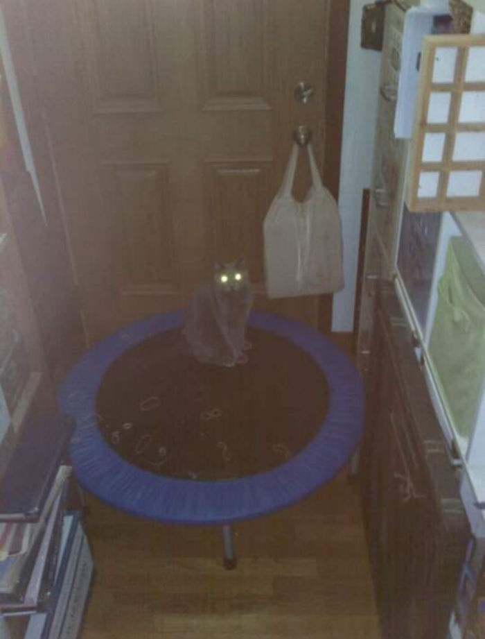 Heard A Weird Noise. It Was My Sister's Cat Spazzing Out With A Bunch Of Rubber Bands. He Looks So Guilty