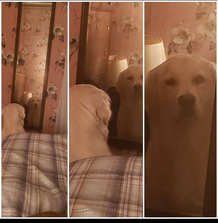 When She's Mad That There's A Different Dog Curled Up Next To You