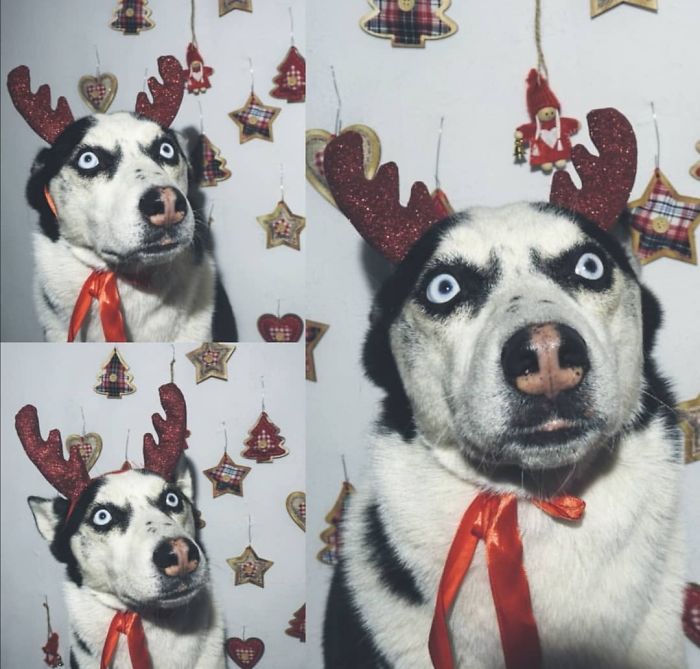 Not Very Successful Christmas Pictures