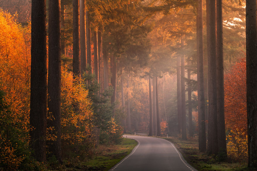 I Photographed The Same Forest For 7 Years During All Seasons