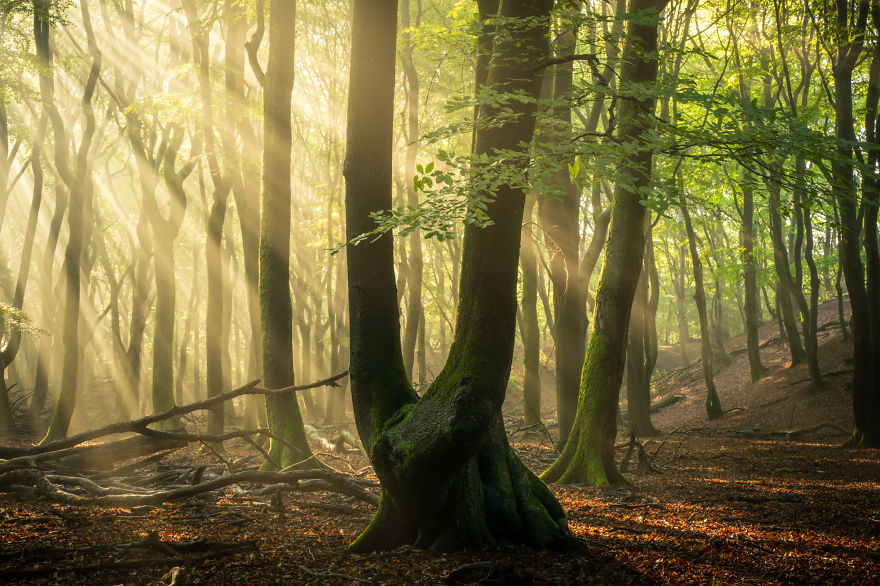 I Photographed The Same Forest For 7 Years During All Seasons