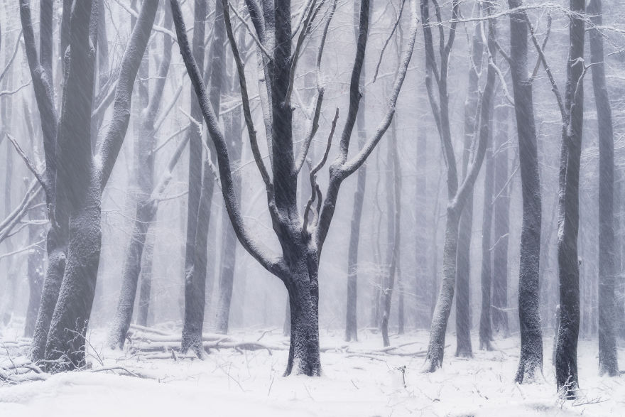 I Photographed The Same Forest For 7 Years During All Seasons