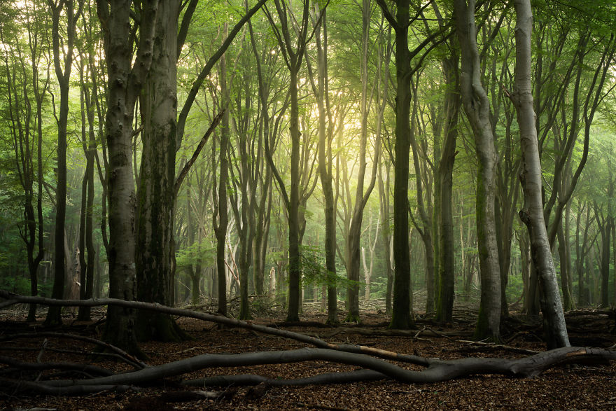 I Photographed The Same Forest For 7 Years During All Seasons