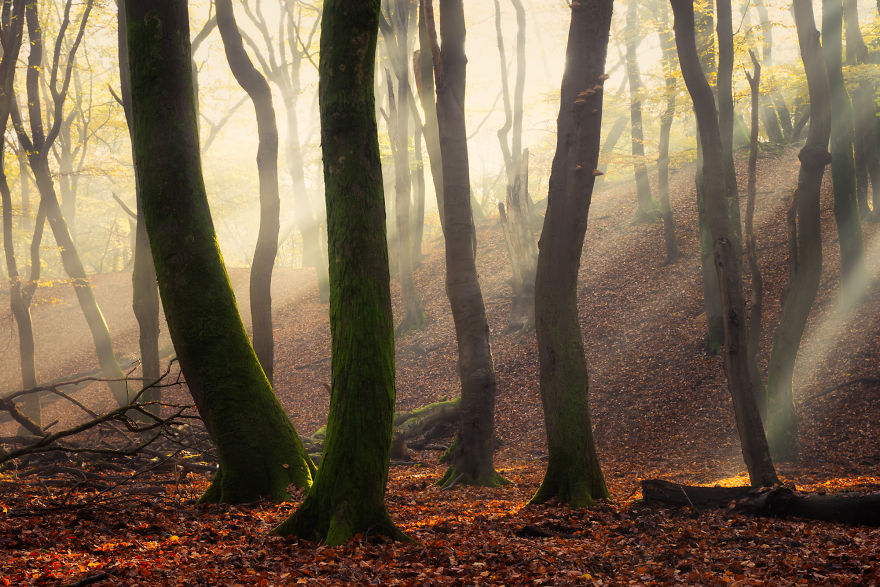 I Photographed The Same Forest For 7 Years During All Seasons