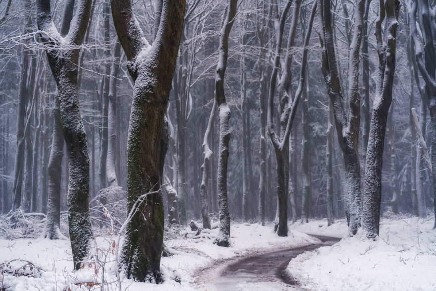 I Photographed The Same Forest For 7 Years During All Seasons