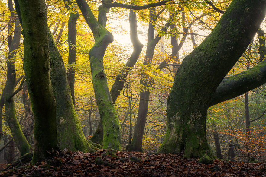 I Photographed The Same Forest For 7 Years During All Seasons