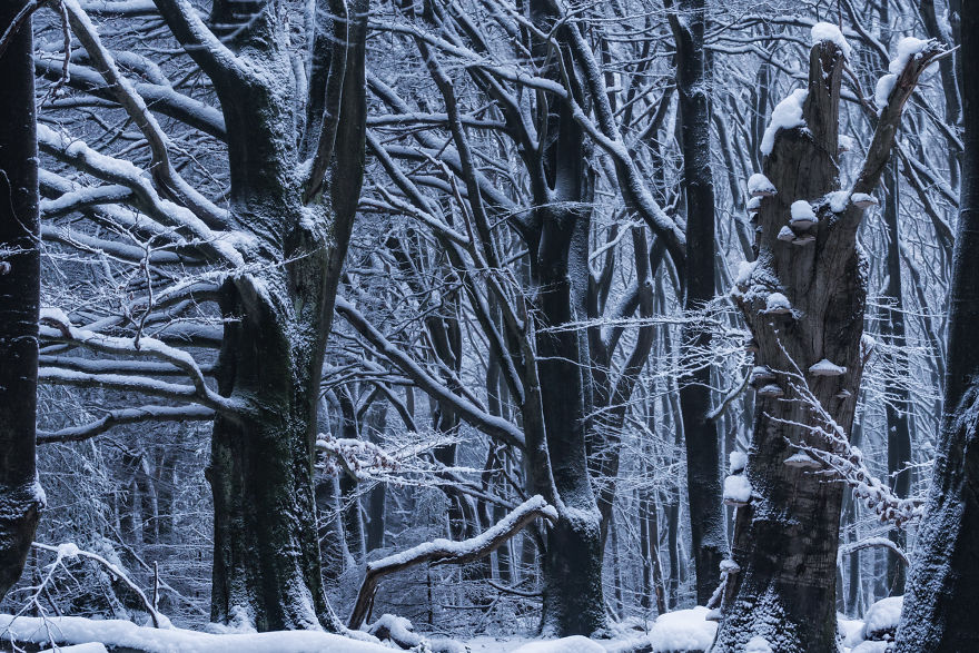I Photographed The Same Forest For 7 Years During All Seasons