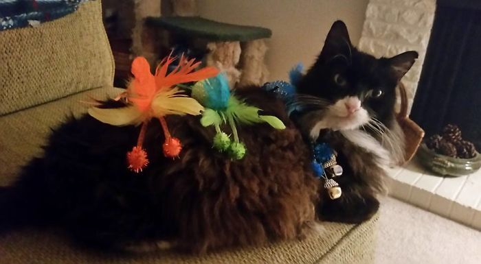 Trying The "Stuff On My Cat" Challenge