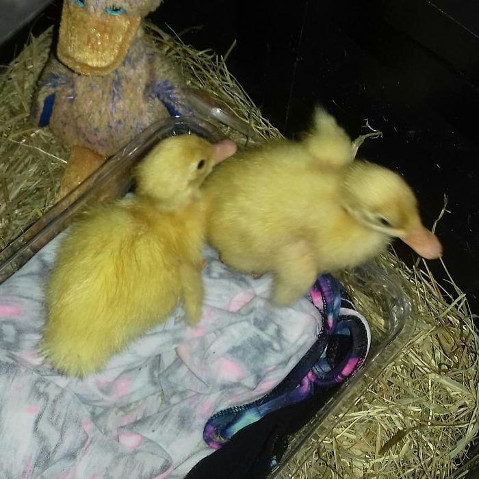 Woman Hatches 3 Cute Ducklings From Supermarket Eggs Woman Hatches 3 Cute Ducklings From Supermarket Eggs