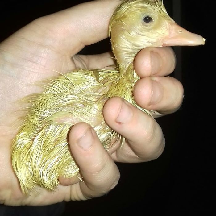 Woman Hatches 3 Cute Ducklings From Supermarket Eggs Woman Hatches 3 Cute Ducklings From Supermarket Eggs