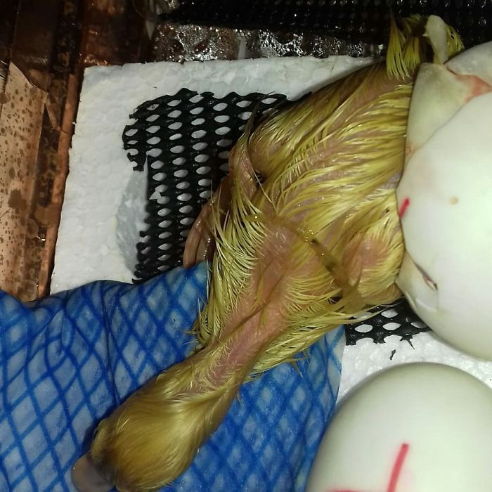 Woman Hatches 3 Cute Ducklings From Supermarket Eggs