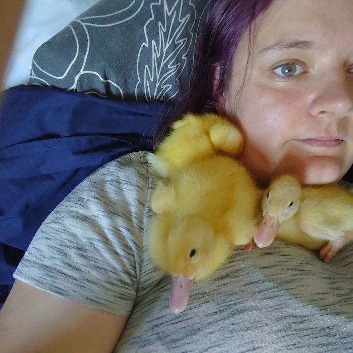 Woman Hatches 3 Cute Ducklings From Supermarket Eggs