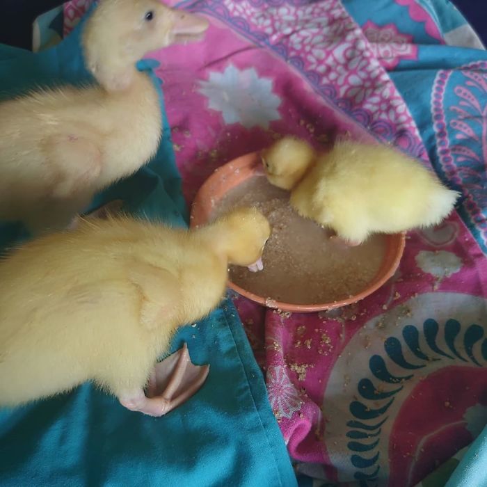 Woman Hatches 3 Cute Ducklings From Supermarket Eggs Woman Hatches 3 Cute Ducklings From Supermarket Eggs