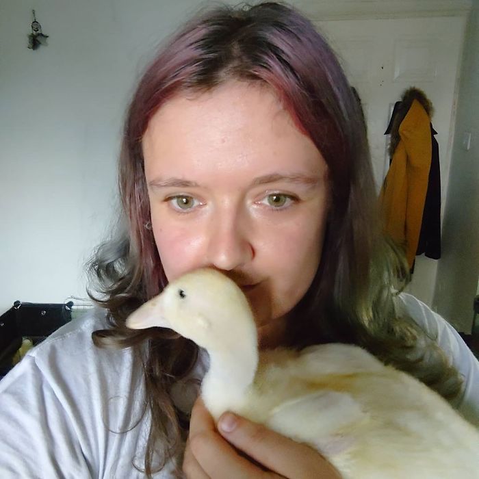 Woman Hatches 3 Cute Ducklings From Supermarket Eggs Woman Hatches 3 Cute Ducklings From Supermarket Eggs