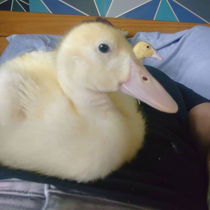 Woman Hatches 3 Cute Ducklings From Supermarket Eggs