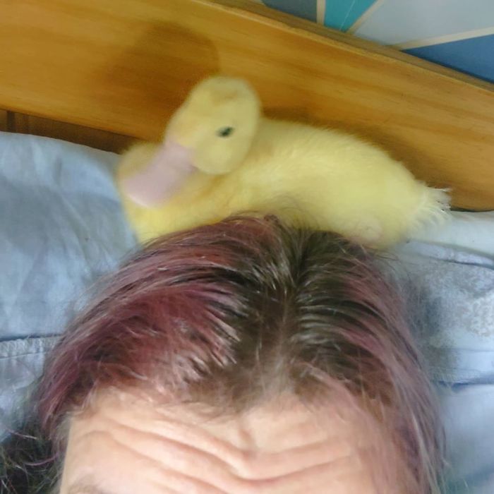 Woman Hatches 3 Cute Ducklings From Supermarket Eggs