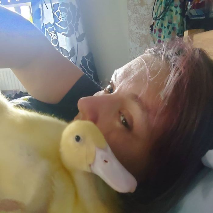 Woman Hatches 3 Cute Ducklings From Supermarket Eggs