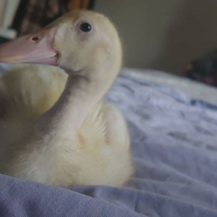 Woman Hatches 3 Cute Ducklings From Supermarket Eggs Woman Hatches 3 Cute Ducklings From Supermarket Eggs
