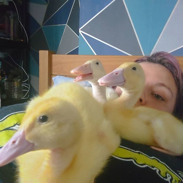 Woman Hatches 3 Cute Ducklings From Supermarket Eggs