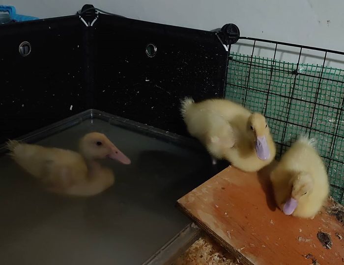 Woman Hatches 3 Cute Ducklings From Supermarket Eggs Woman Hatches 3 Cute Ducklings From Supermarket Eggs