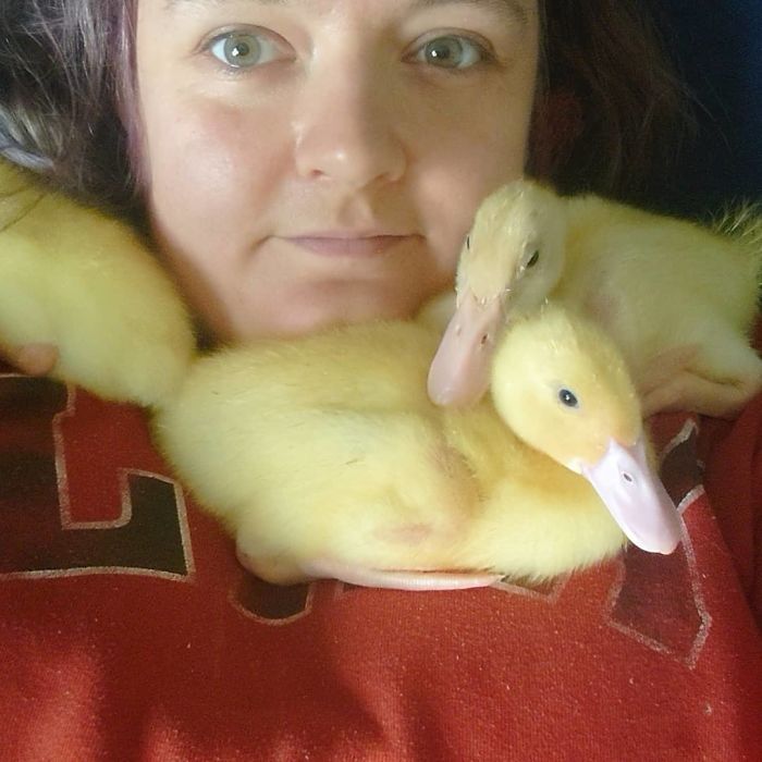 Woman Hatches 3 Cute Ducklings From Supermarket Eggs Woman Hatches 3 Cute Ducklings From Supermarket Eggs