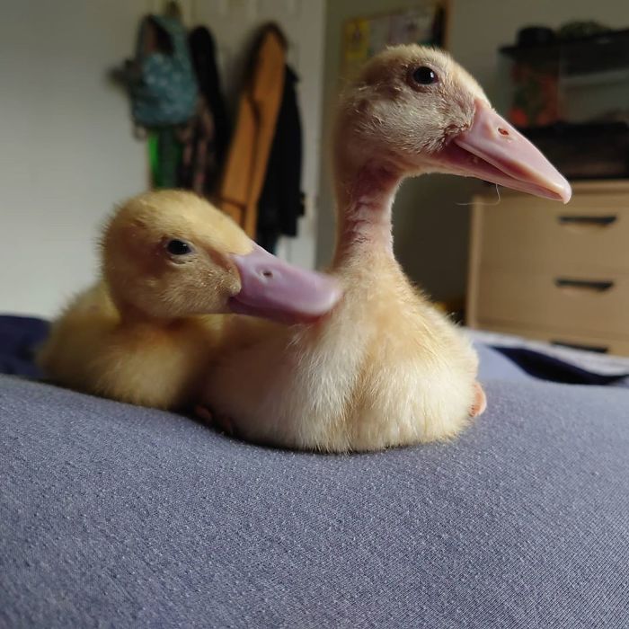 Woman Hatches 3 Cute Ducklings From Supermarket Eggs Woman Hatches 3 Cute Ducklings From Supermarket Eggs