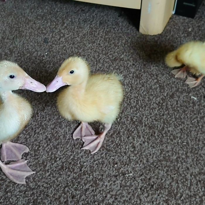Woman Hatches 3 Cute Ducklings From Supermarket Eggs