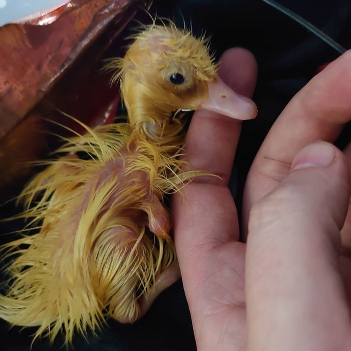 Woman Hatches 3 Cute Ducklings From Supermarket Eggs Woman Hatches 3 Cute Ducklings From Supermarket Eggs