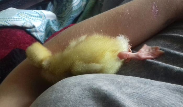 Woman Hatches 3 Cute Ducklings From Supermarket Eggs Woman Hatches 3 Cute Ducklings From Supermarket Eggs