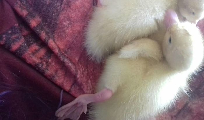 Woman Hatches 3 Cute Ducklings From Supermarket Eggs Woman Hatches 3 Cute Ducklings From Supermarket Eggs