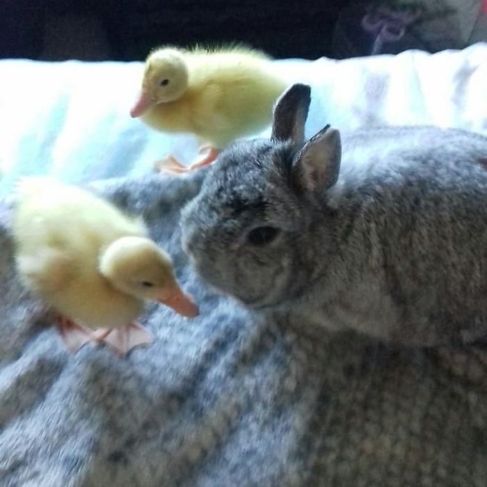 Woman Hatches 3 Cute Ducklings From Supermarket Eggs