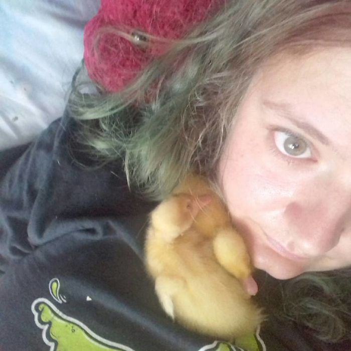 Woman Hatches 3 Cute Ducklings From Supermarket Eggs Woman Hatches 3 Cute Ducklings From Supermarket Eggs