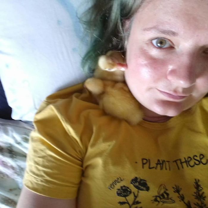 Woman Hatches 3 Cute Ducklings From Supermarket Eggs Woman Hatches 3 Cute Ducklings From Supermarket Eggs