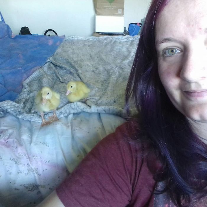 Woman Hatches 3 Cute Ducklings From Supermarket Eggs Woman Hatches 3 Cute Ducklings From Supermarket Eggs