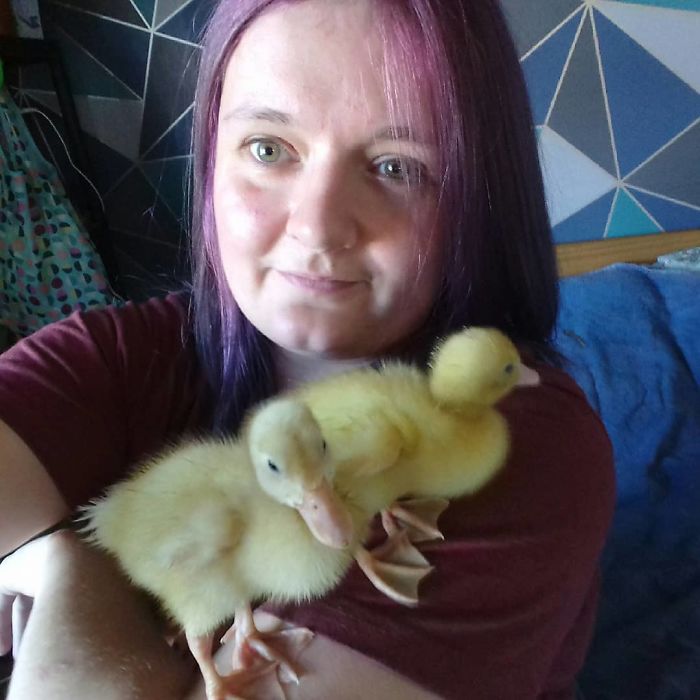 Woman Hatches 3 Cute Ducklings From Supermarket Eggs